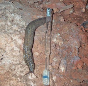 mutant_slug Chris the Mutant Slug
