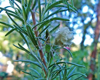 Green Lynx Spider with Egg Sack