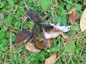 Bernie's Lunch of Fresh Chipmunk! 