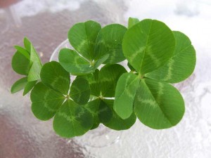 clovers