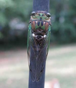 cicada