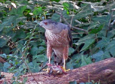 sharpshinned Sharpshinned Hawk