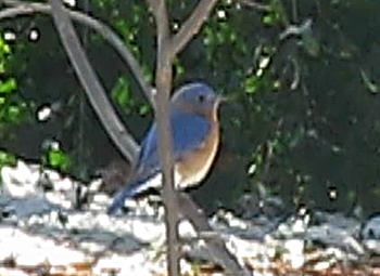 bluebird 2/09