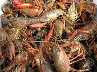 Mudbugs say SAVE US!! 