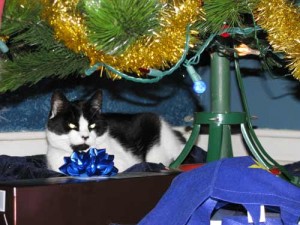 missy_tree1 Missy Guarding the Tree
