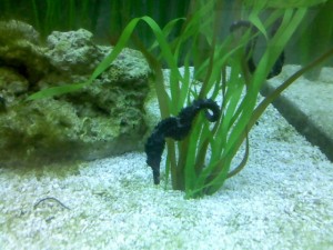 Seahorse!