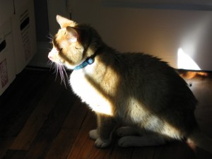 DJ in sunbeam, Feb 27, 2014