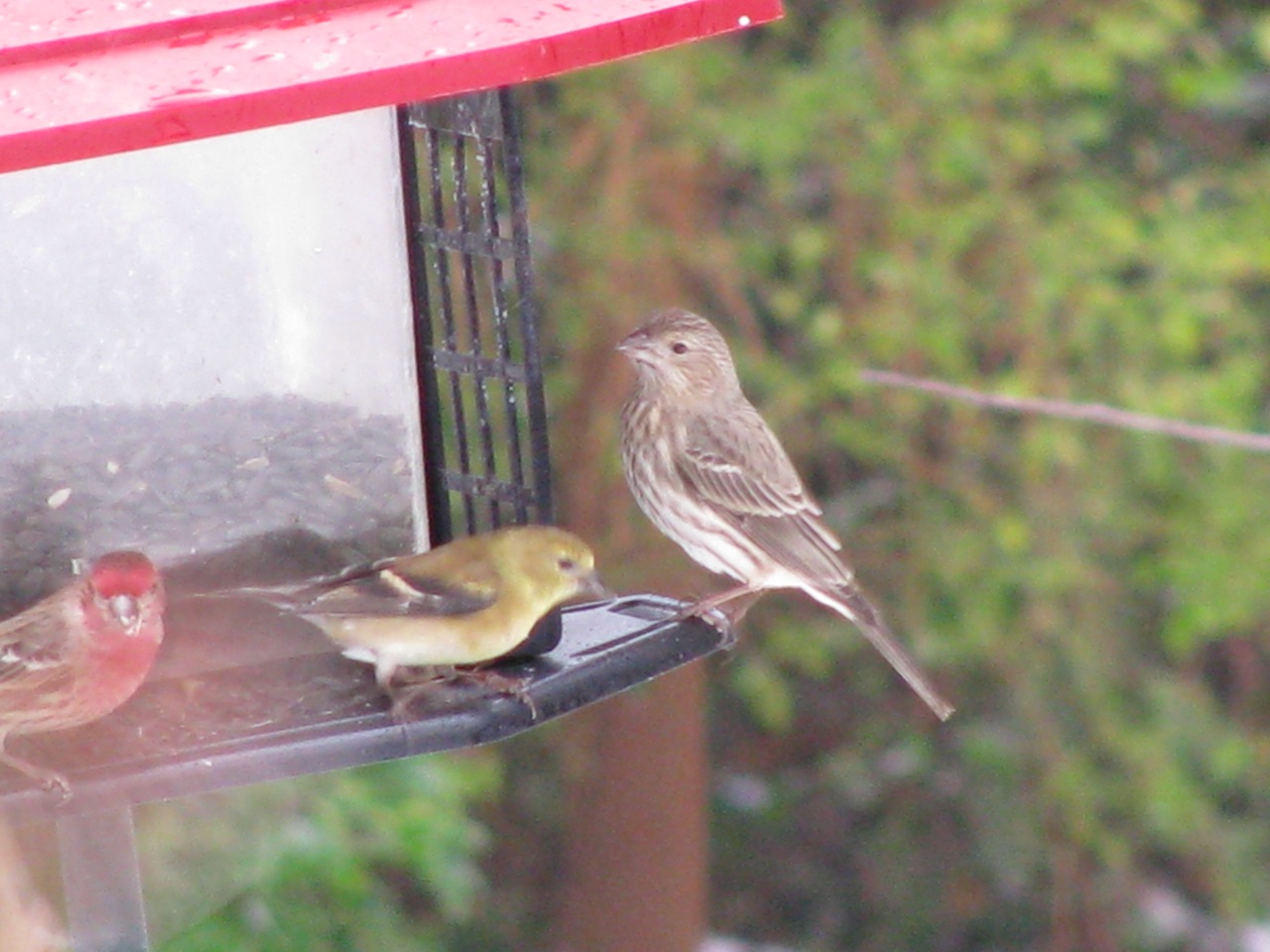 finches1_11