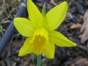 daffodil0109