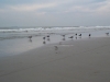 beach_birds2